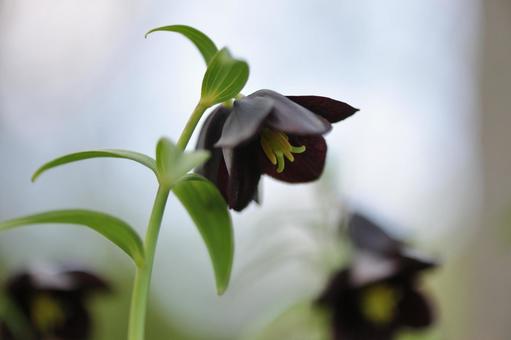 クロユリ クロユリ クロユリ,多年草,球根植物の写真素材