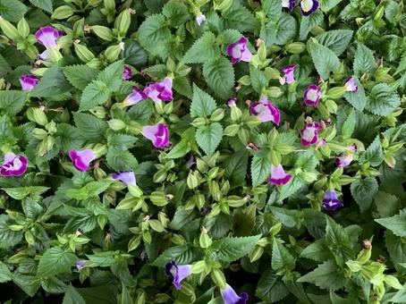 ペンタス 花 ペンタス 花の写真