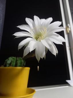 サボテンの白い花 サボテン,白い花,夜咲きの写真素材