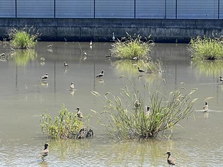 涼をとる鳥たち 涼をとる鳥たちの写真