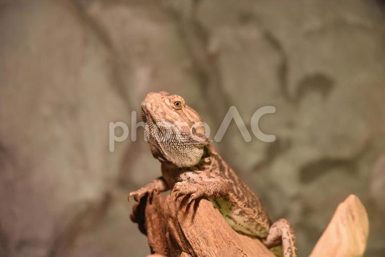木に登るトカゲ トカゲ,爬虫類,オオトカゲの写真素材