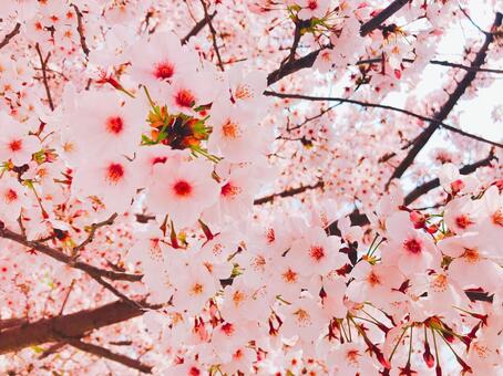 桜 桜の写真