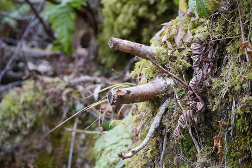 山道散策 山,山道,木の写真素材