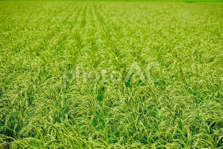 夏の田園風景と、やさしい緑の絨毯 田んぼ,稲穂,稲の写真素材