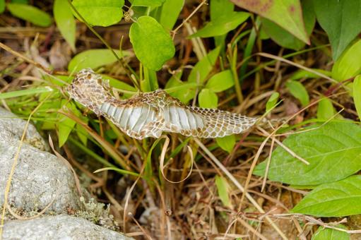 草むらに残された蛇の抜け殻 蛇,抜け殻,草むらの写真素材