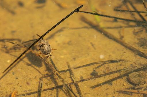 A diving beetle moving around in a rice field, JPG A diving beetle moving around in a rice field, JPG