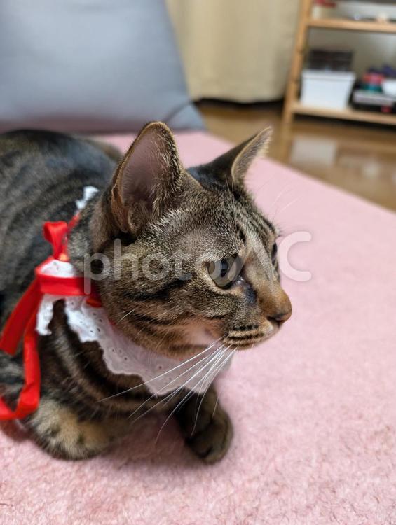 おしゃれしたネコ ネコ,キジトラ,かわいいの写真素材