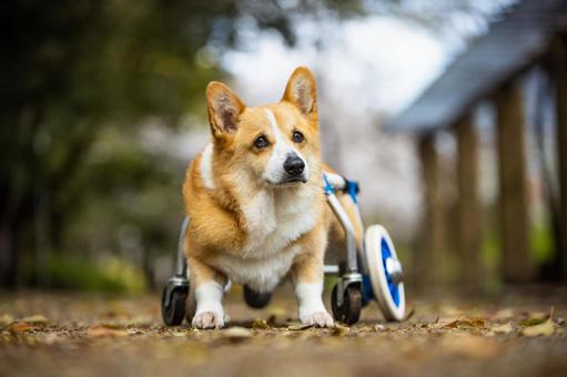 車椅子とコーギー 車椅子とコーギー コーギー,車椅子,犬の写真素材