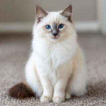 見上げる愛らしい猫 見上げる愛らしい猫の写真