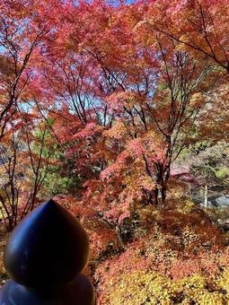 紅葉 紅葉の写真