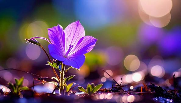 桔梗の花 桔梗の花の写真