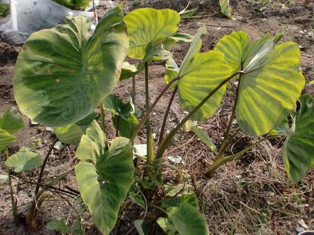 サトイモ サトイモ,サトイモの葉,根菜の写真素材