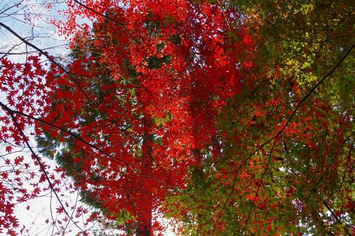 色づいたモミジ もみじ,秋,赤の写真素材