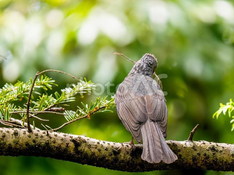 枝にとまるヒヨドリ ヒヨドリ,野鳥,鳥の写真素材