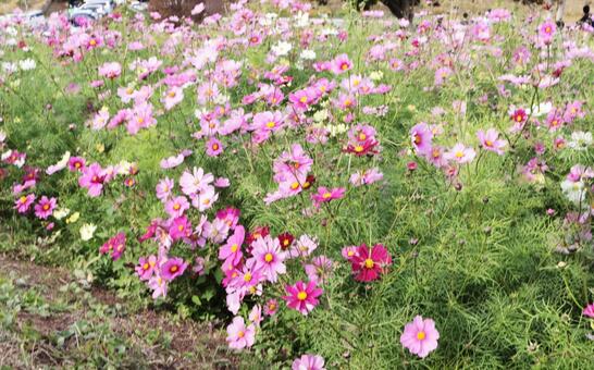 コスモス畑 コスモス,ピンク,十月の写真素材