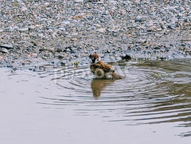 水たまりで水浴びをするスズメ スズメ,水浴び,水たまりの写真素材