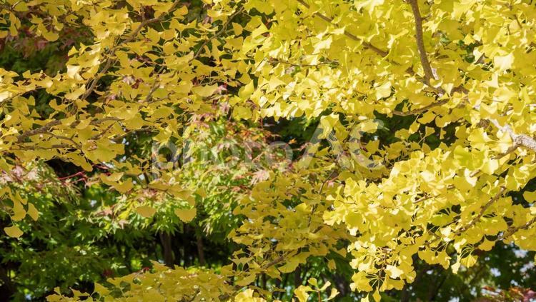 太陽に照らされた秋のイチョウ 太陽,秋,イチョウの写真素材