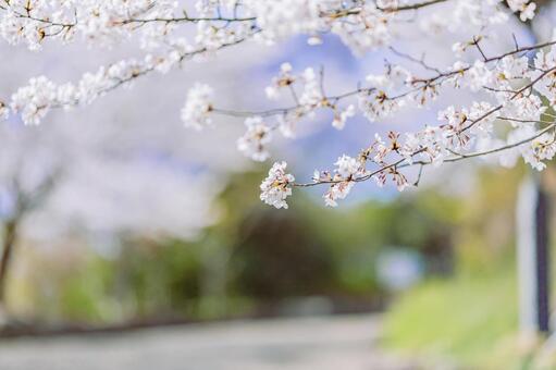 満開を迎えた染井吉野 桜,ソメイヨシノ,春の写真素材