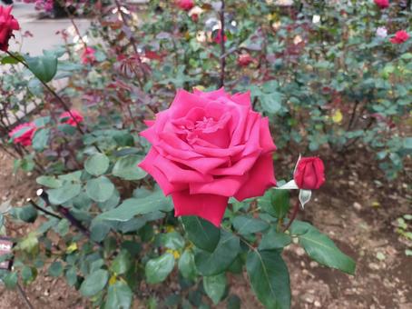 ばら ばら 薔薇,花,6月の写真素材
