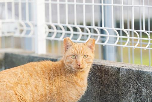 こちらに気づいて見つめる茶トラ こちらに気づいて見つめる茶トラ 茶トラ,地域猫,サクラネコの写真素材
