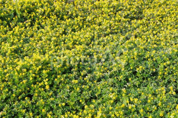 地表の小花・朝 風景,背景,黄色の写真素材
