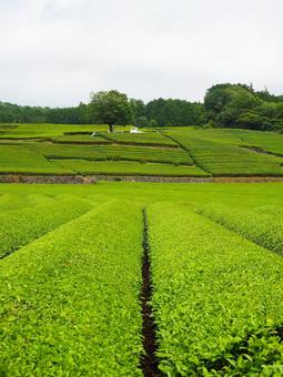 段々に広がる茶畑の風景 段々に広がる茶畑の風景 茶畑,日本,自然の写真素材