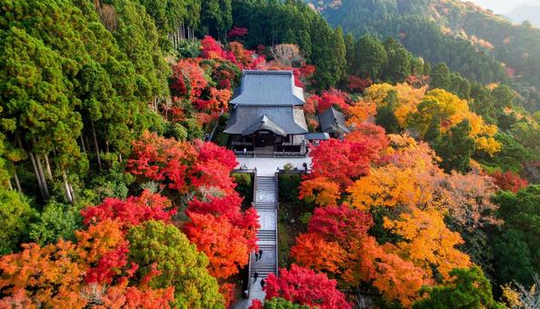 落ち葉舞う神社の参道と真っ赤なモミジ 落ち葉舞う神社の参道と真っ赤なモミジ の写真