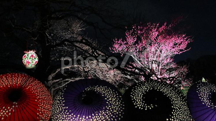 岩本山公園　早春梅園の和傘アート 夜景,春,梅園の写真素材