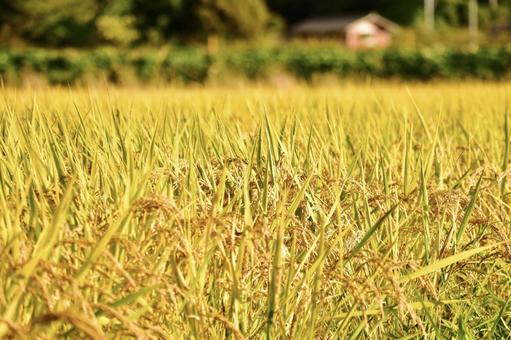 頭を垂れた秋の稲穂 頭を垂れた秋の稲穂 稲穂,田園,お米の写真素材