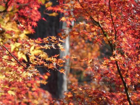 Photo, autumn leaves, this way, maple, 
