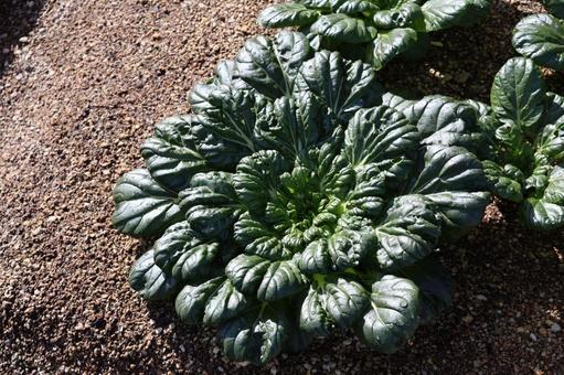 緑の葉のターツァイが栽培されてる土の畑 緑,葉,ターツァイの写真素材