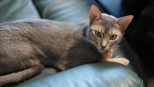 ソファーでくつろぐ猫、アビシニアン ソファーでくつろぐ猫、アビシニアンの写真