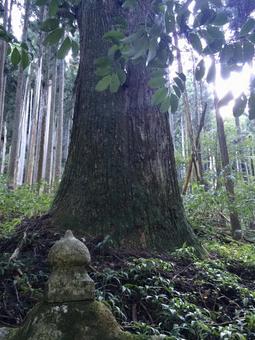 森の光と神聖な巨木の根元 巨木,大樹,根元の写真素材