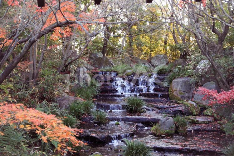 姫路城好古園　紅葉　池 世界遺産,兵庫,姫路城の写真素材