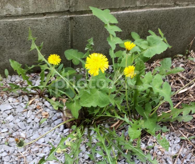 たんぽぽ たんぽぽ,タンポポ,黄色の写真素材