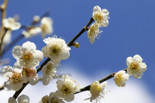 梅の花 梅,梅の花,花の写真素材