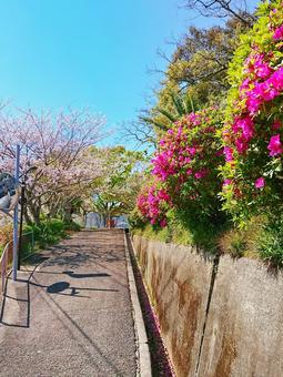 春の花景色 春の花景色の写真