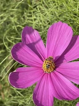 ピンクのコスモスとミツバチ コスモス畑,コスモス背景,秋の写真素材