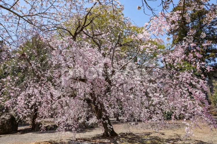 鹿島城跡のしだれ桜 シダレザクラ,枝垂桜,枝垂れの写真素材