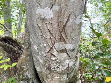 木に刻まれたクマの爪痕 木に刻まれたクマの爪痕 クマ,熊,野生の写真素材