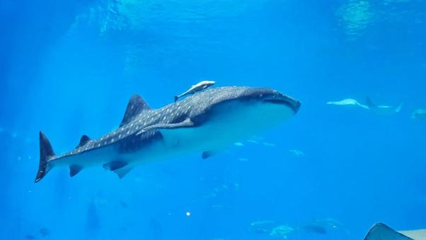 ジンベエザメ ジンベエザメ 魚,水族館,美ら海水族館の写真素材