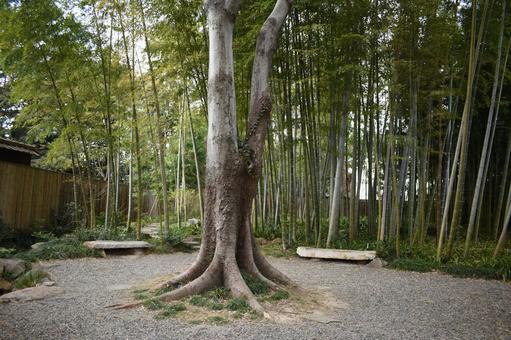 春の風 春の風 自然,竹,春の写真素材