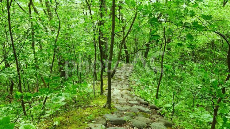 森の遊歩道 森,遊歩道,石畳の写真素材