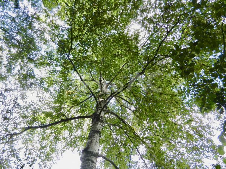 木漏れ日 木,風景,緑の写真素材