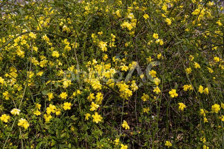 小石川植物園　オウバイソケイ 花,オウバイソケイ,黄色の写真素材