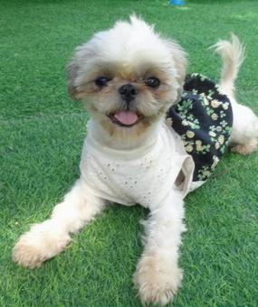 可愛い笑顔 シーズー,しーちゃん,女の子の写真素材