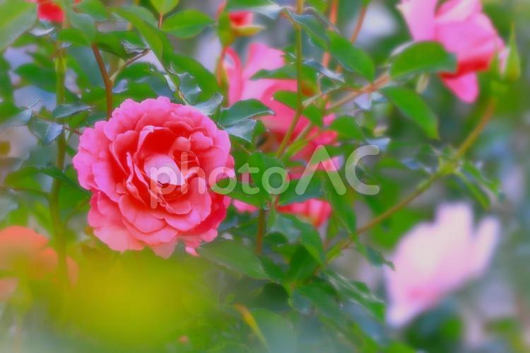 美しいピンクの薔薇の花 植物,花,薔薇の写真素材