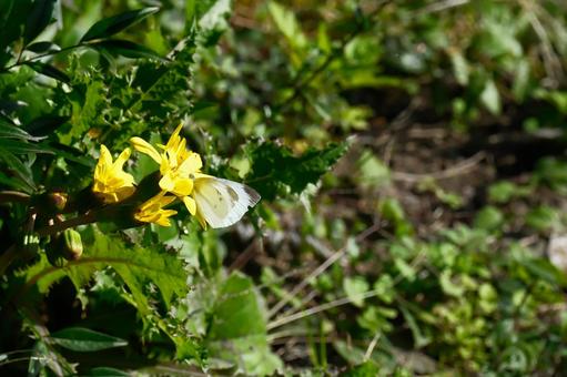 蝶々 蝶々,花,生き物の写真素材