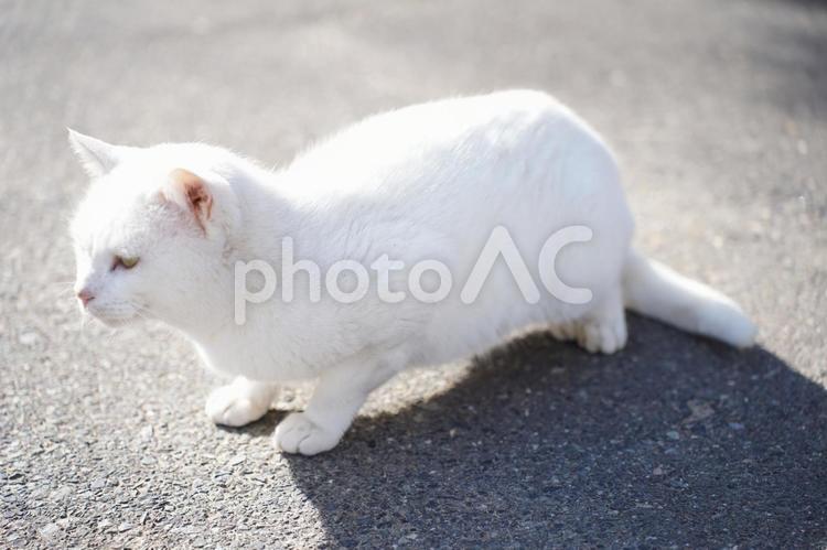 白猫　重箱 白猫,ねこ,にゃんの写真素材