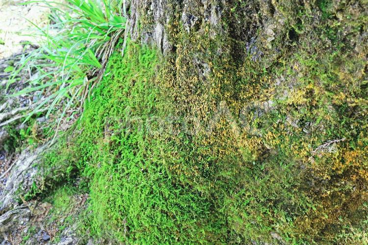 木　樹木　苔 苔,木,樹木の写真素材
